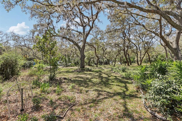 view of local wilderness