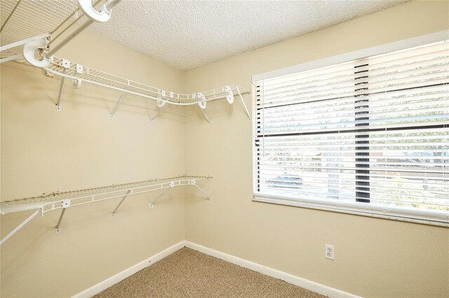 3103 Taragrove Dr, Tampa, FL 33618 - photo 56