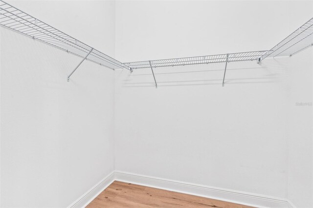 30900 Spruceberry Ct, Wesley Chapel, FL 33543 - walk in closet with light wood finished floors
