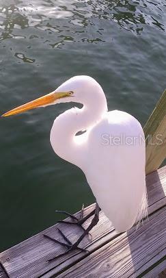 253 Rex Pl Unit B, Madeira Beach, FL 33708 - view of dock