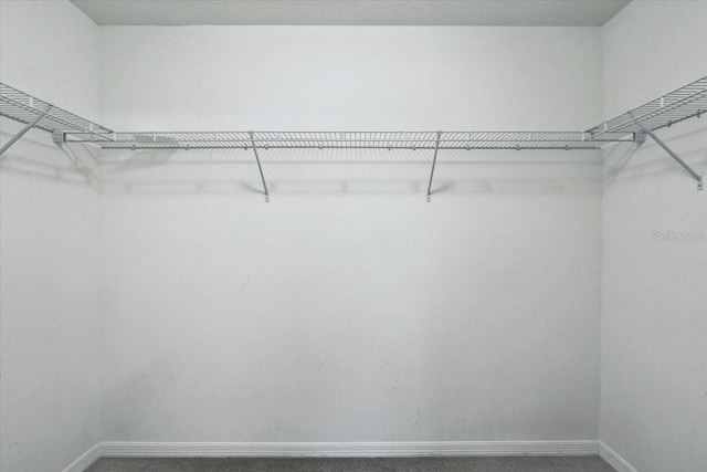 10524 White Peacock Pl, Riverview, FL 33578 - walk in closet with carpet floors