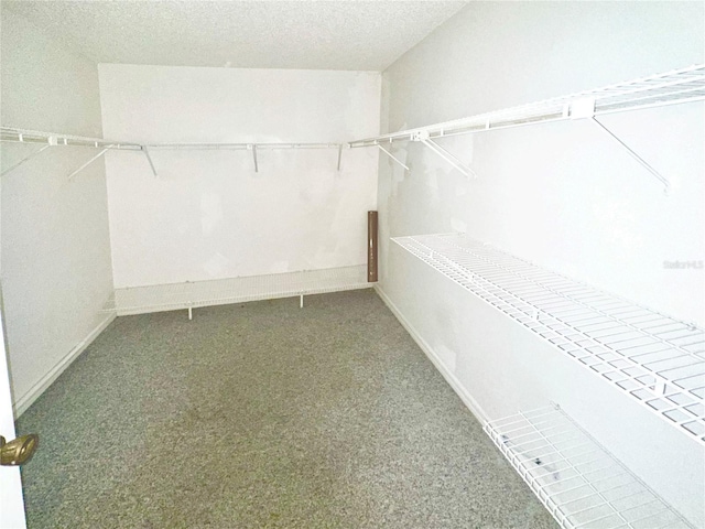 walk in closet with carpet floors