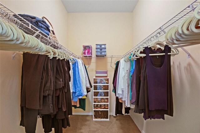 walk in closet with carpet floors