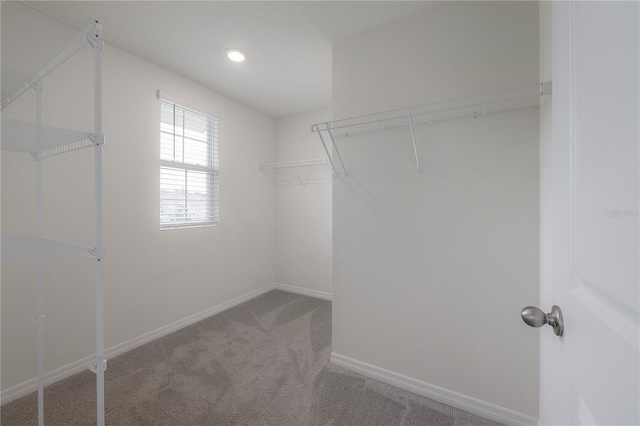 walk in closet with carpet flooring