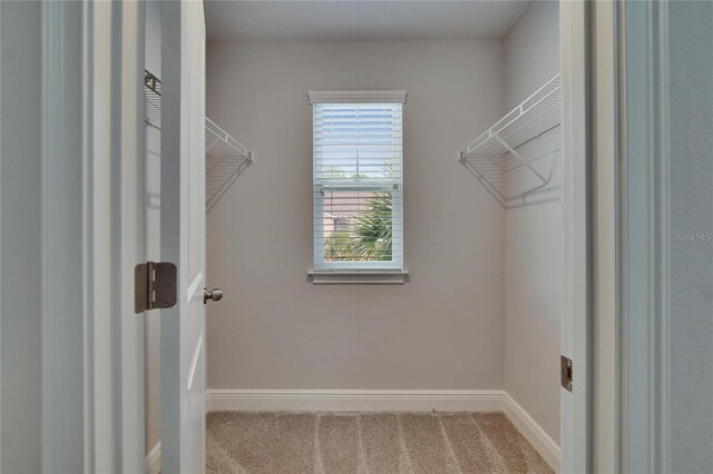 spacious closet featuring carpet