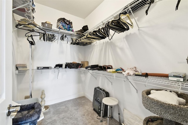 19325 Hawk Valley Dr, Tampa, FL 33647 - walk in closet with carpet flooring