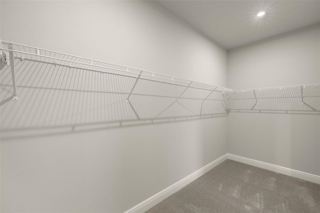 walk in closet featuring carpet flooring