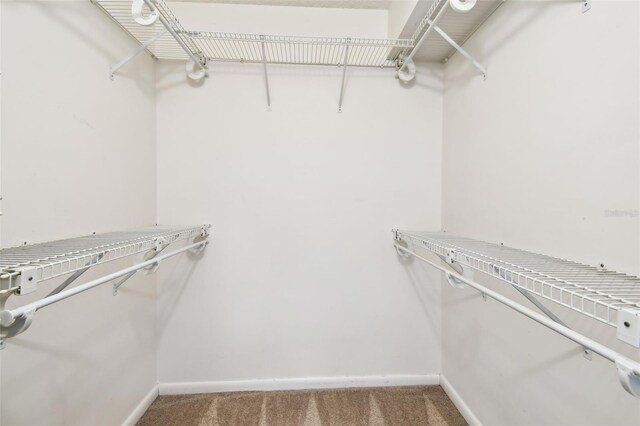 walk in closet with carpet floors
