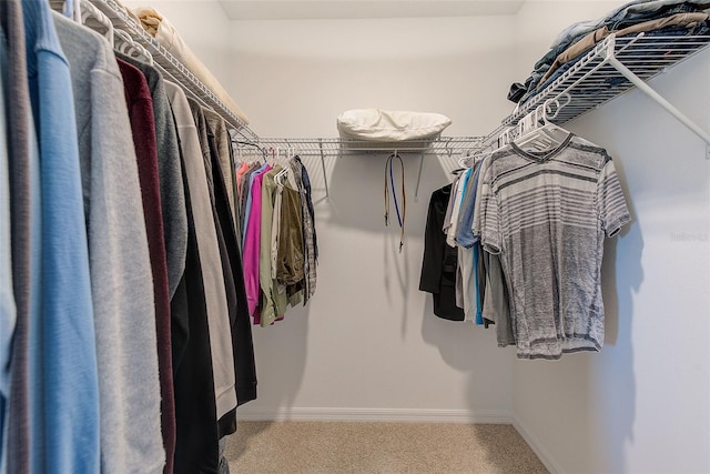6333 Milestone Loop, Palmetto, FL 34221 - walk in closet featuring carpet flooring