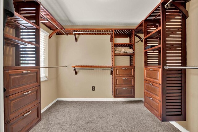 9603 Sunnyoak Dr, Riverview, FL 33569 - walk in closet featuring carpet flooring