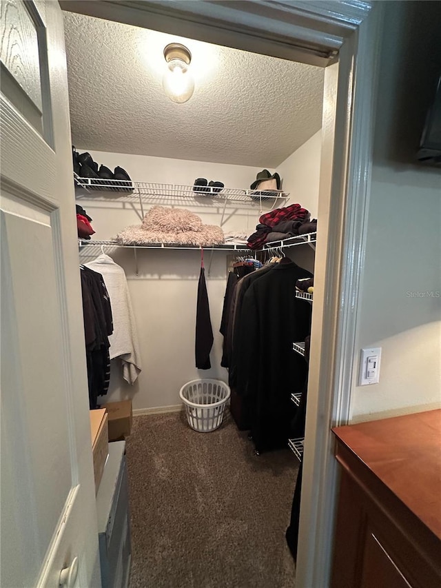 spacious closet featuring carpet flooring