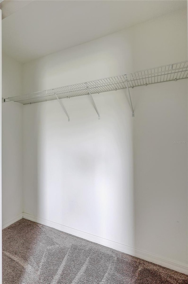 spacious closet featuring carpet flooring