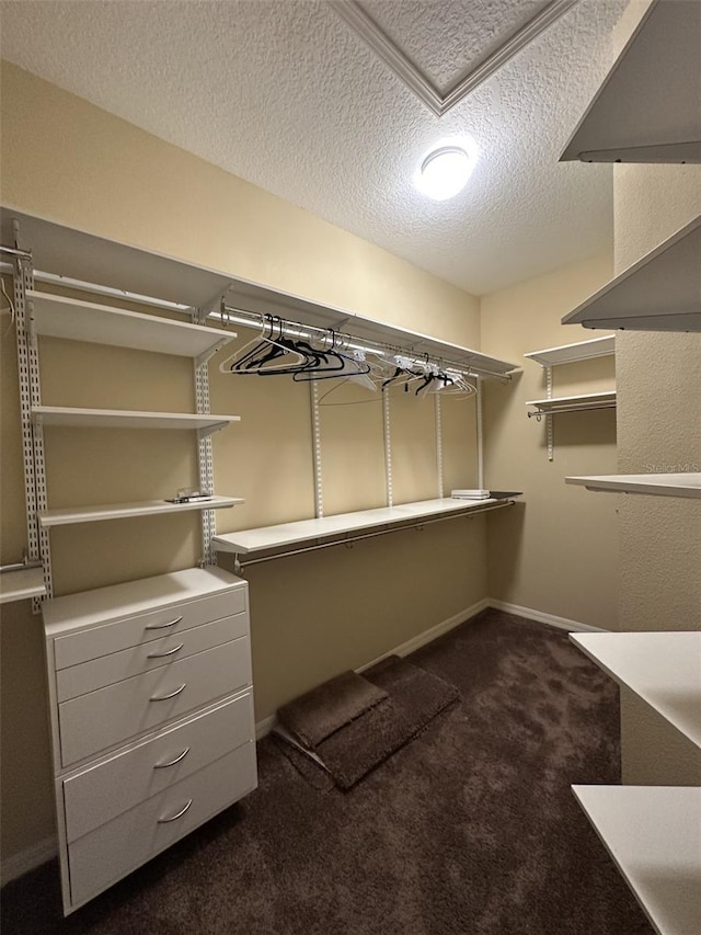 4235 Angelica Loop, Wesley Chapel, FL 33543 - walk in closet featuring dark colored carpet