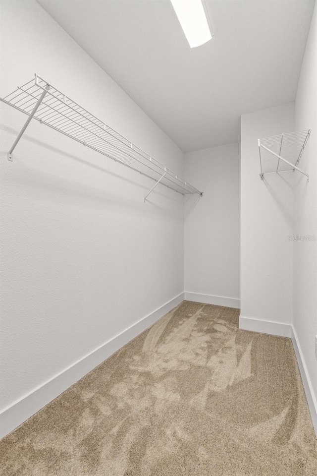 spacious closet featuring carpet