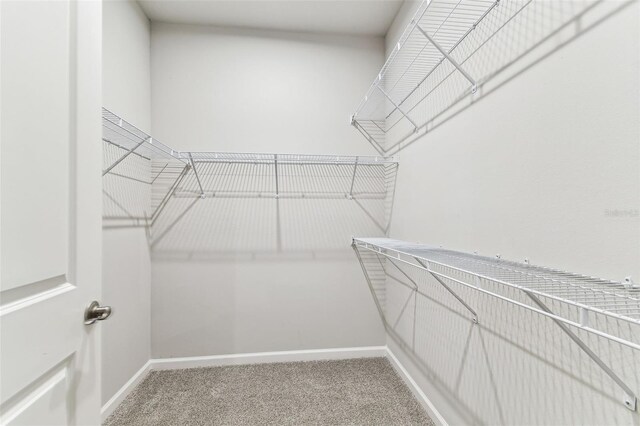 walk in closet featuring carpet flooring
