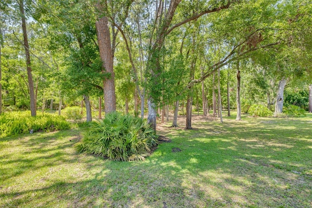 1144 Lanyard St, Palm Harbor, FL 34685 - view of yard