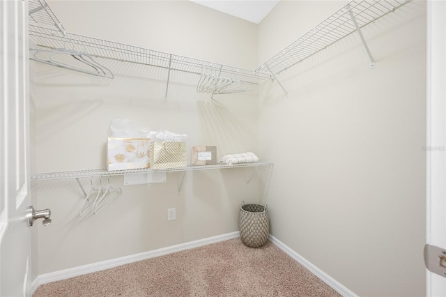 2527 Silverback Ct, Palm Harbor, FL 34684 - walk in closet with carpet flooring