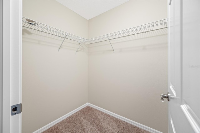 2527 Silverback Ct, Palm Harbor, FL 34684 - walk in closet with carpet flooring