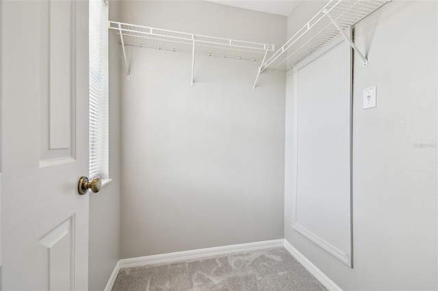 walk in closet with carpet flooring