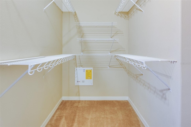 spacious closet featuring carpet
