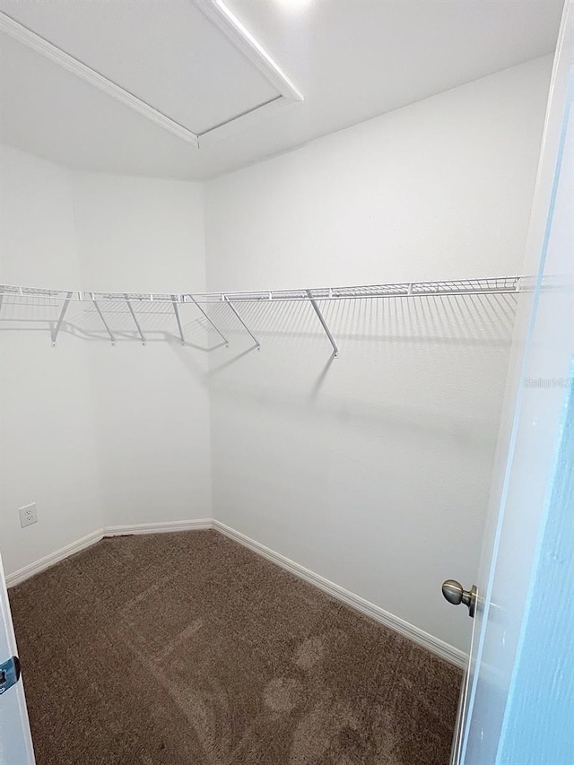 4456 Globe Thistle Dr, Tampa, FL 33619 - walk in closet featuring carpet floors