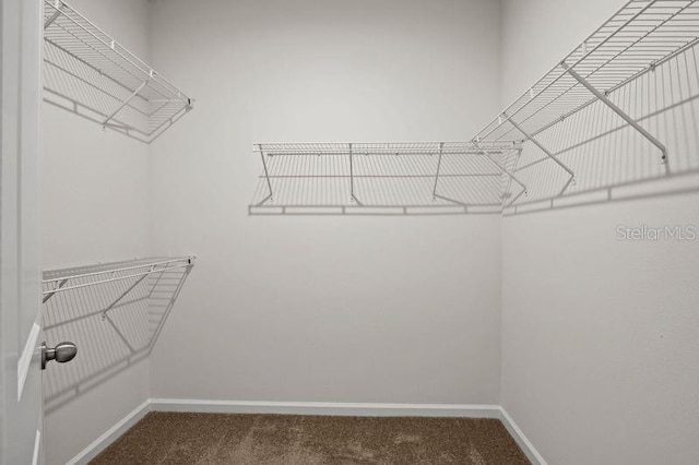 2477 Water Willow Dr, Lutz, FL 33558 - walk in closet with carpet