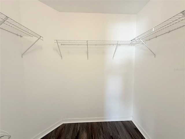 13181 Royal Pines Ave, Riverview, FL 33579 - walk in closet featuring dark wood-type flooring