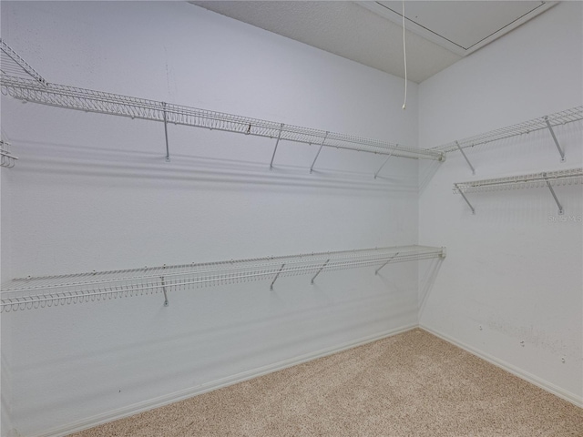 spacious closet featuring attic access and carpet