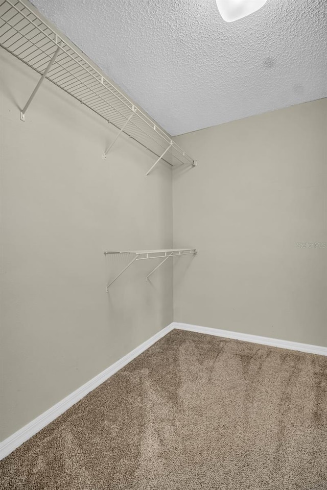 spacious closet featuring carpet