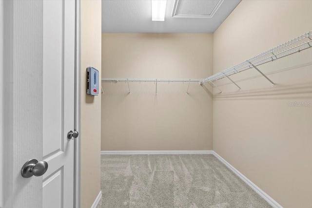 walk in closet with carpet flooring