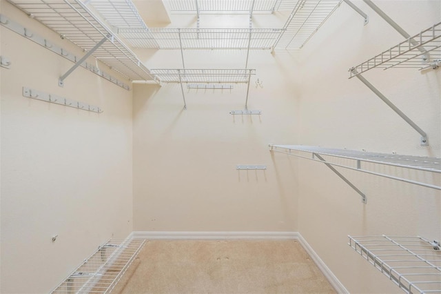 walk in closet with carpet flooring