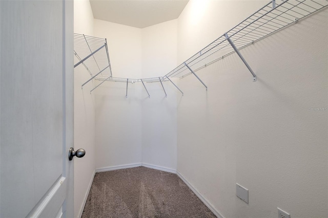 walk in closet with carpet floors