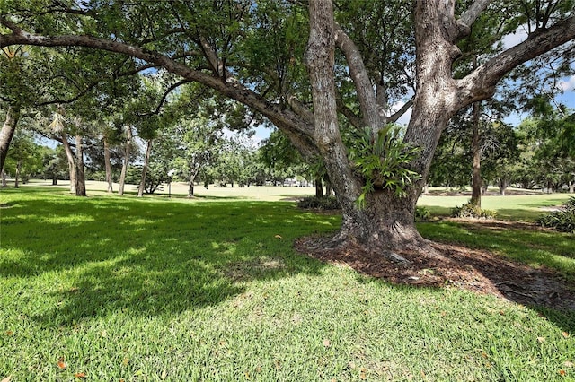 4175 Northmeadow Cir Unit 4175, Tampa, FL 33618 - view of green lawn