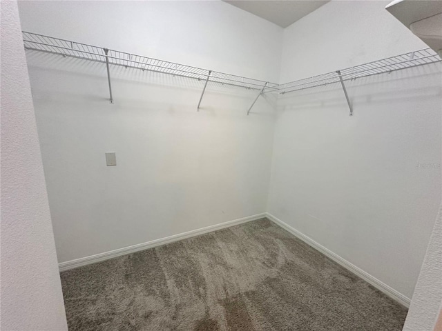 2820 Pankaw Ln, Valrico, FL 33596 - walk in closet with carpet