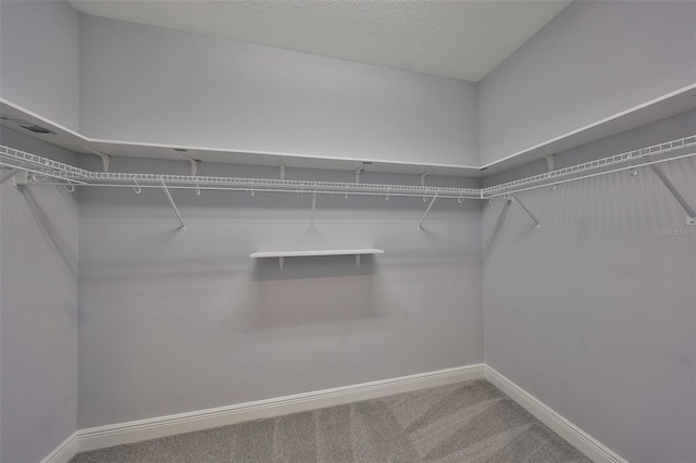 walk in closet with carpet floors