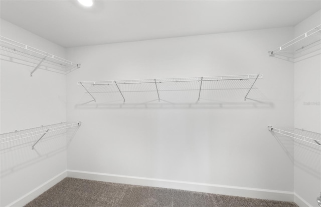 spacious closet featuring carpet