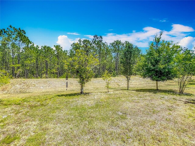 3932 Watson Dr, New Port Richey, FL 34655 - view of yard