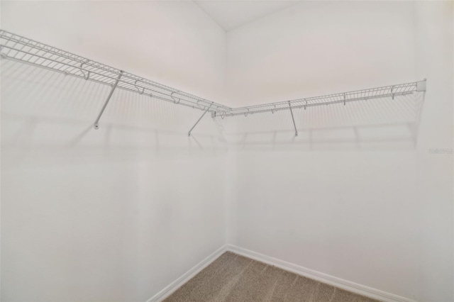 walk in closet with carpet flooring