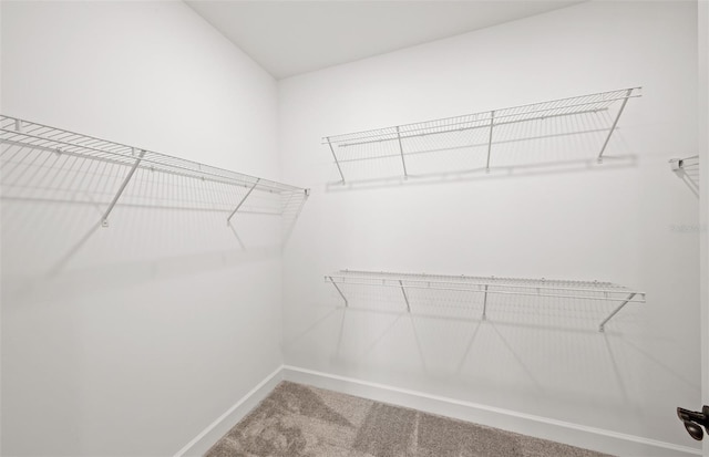 walk in closet with carpet flooring