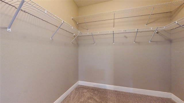 3615 S Church Ave, Tampa, FL 33629 - walk in closet with carpet flooring
