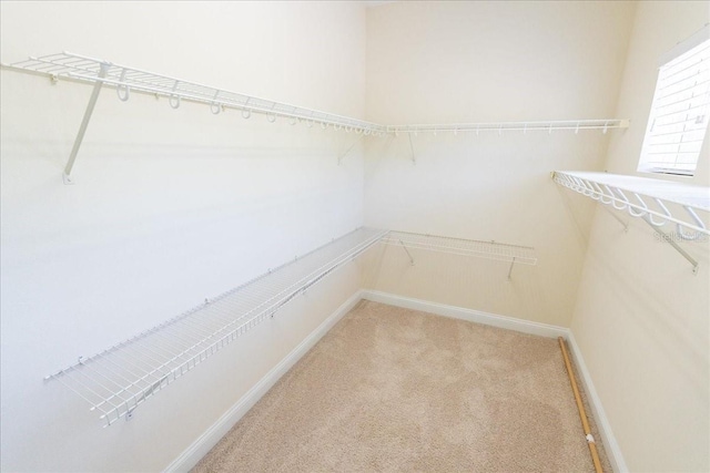16637 Ashton Green Dr, Lutz, FL 33558 - walk in closet with light carpet