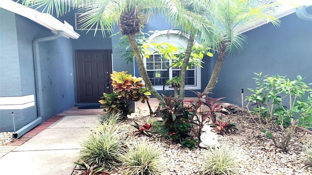 view of exterior entry featuring stucco siding