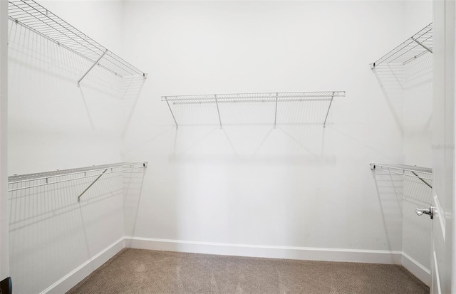 walk in closet with carpet floors