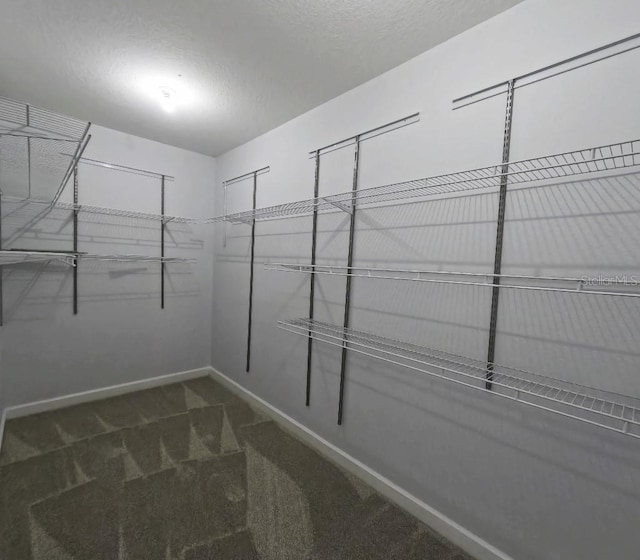 walk in closet featuring carpet flooring