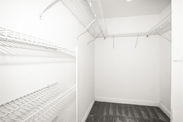 13613 Laraway Dr, Riverview, FL 33579 - walk in closet featuring carpet floors