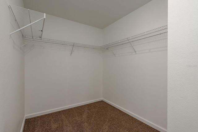 walk in closet featuring carpet flooring
