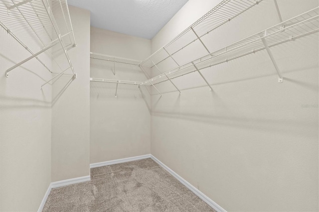 walk in closet with carpet floors