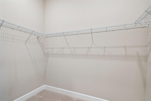 34084 Torrent Ln, Wesley Chapel, FL 33543 - walk in closet featuring carpet flooring
