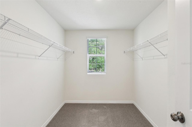 walk in closet featuring carpet floors