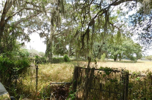 view of local wilderness